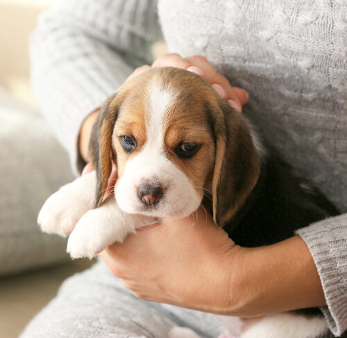 When is the Best Time to Get a Puppy?