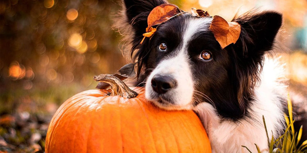 All About Autumn: Canine Comfort Foods