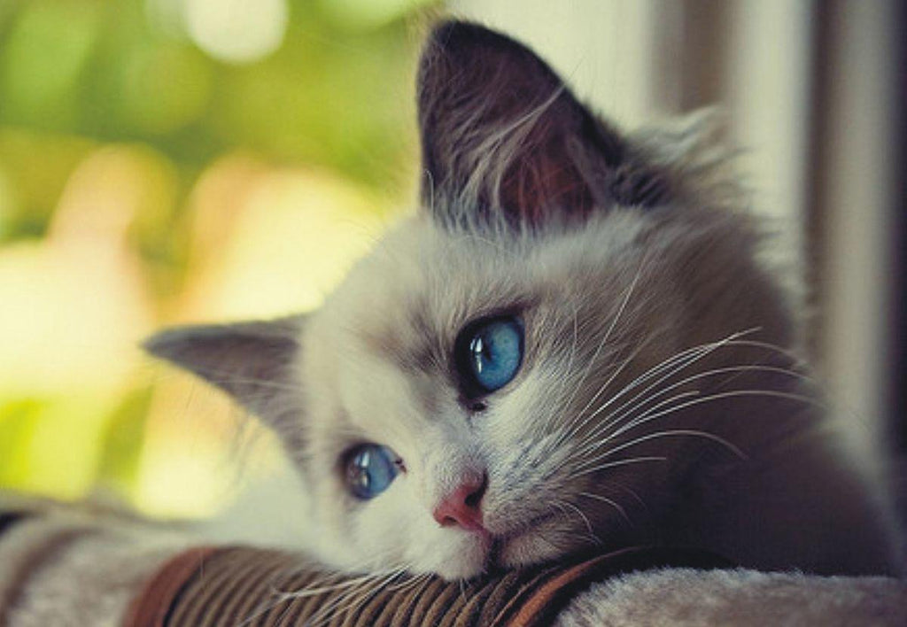 5 Signs Your Cat is Unhappy