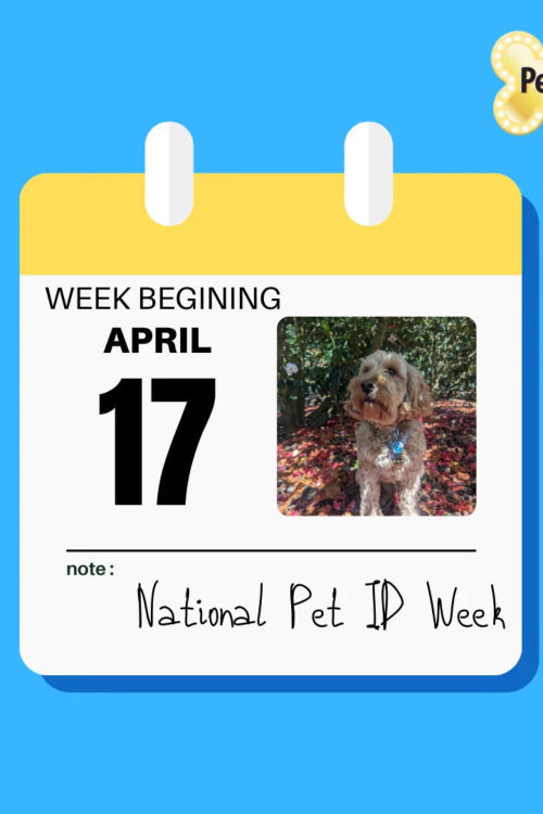 Make Sure Your Pet Has Proper Identification