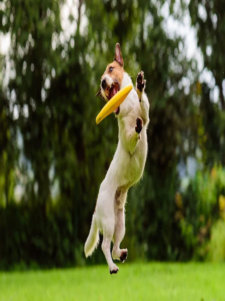 20 Fun Ways to Amuse Your Pet