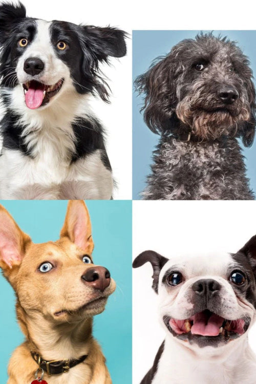 Understanding Your Dog's Body Language