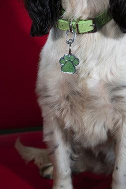 Pet Tag Care 101: Maintaining the Shine and Durability of Your Tags