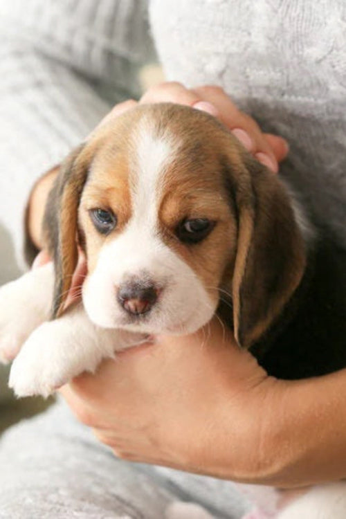 When Is the Best Time to Get a Puppy?