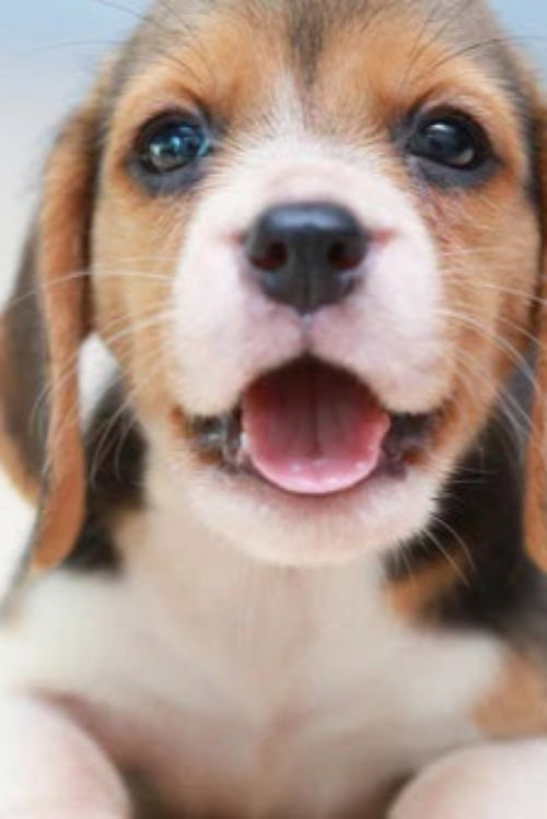 Celebrate Puppy Day