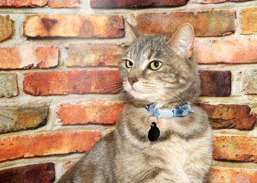 Have You Got Your ID Tag for International Cat Day?