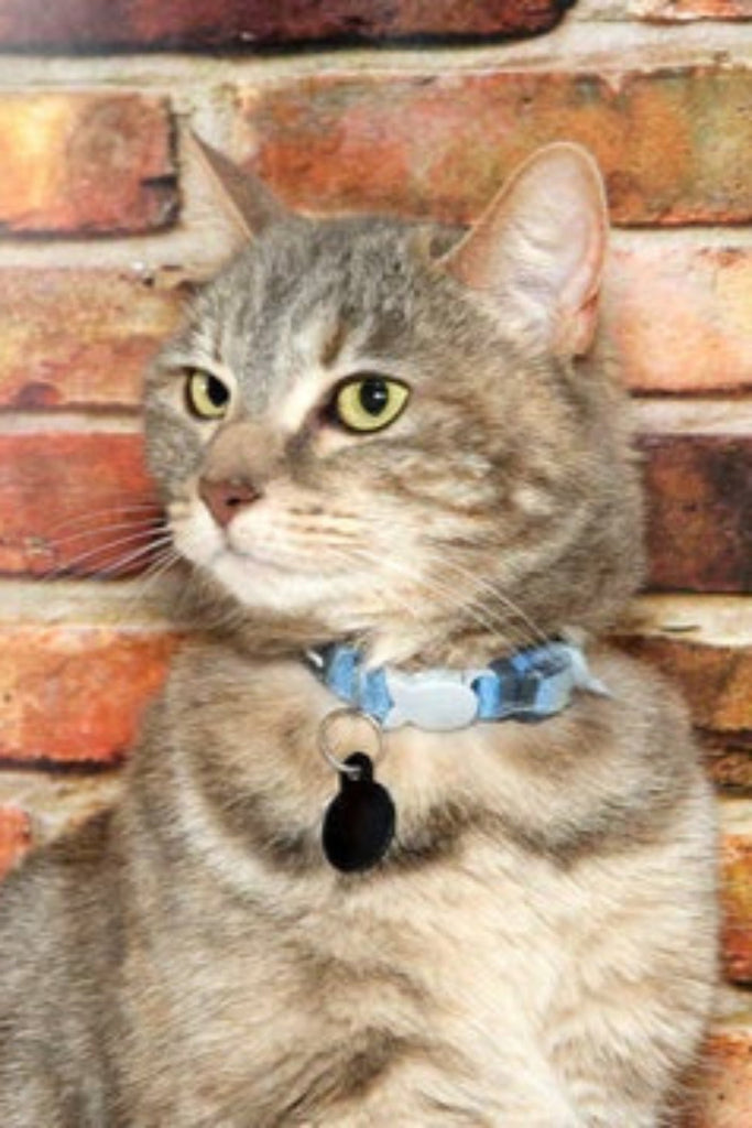 Celebrate International Cat Day
