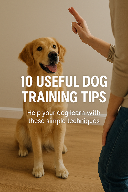 10 Essential Dog Training Tips for Improved Behaviour