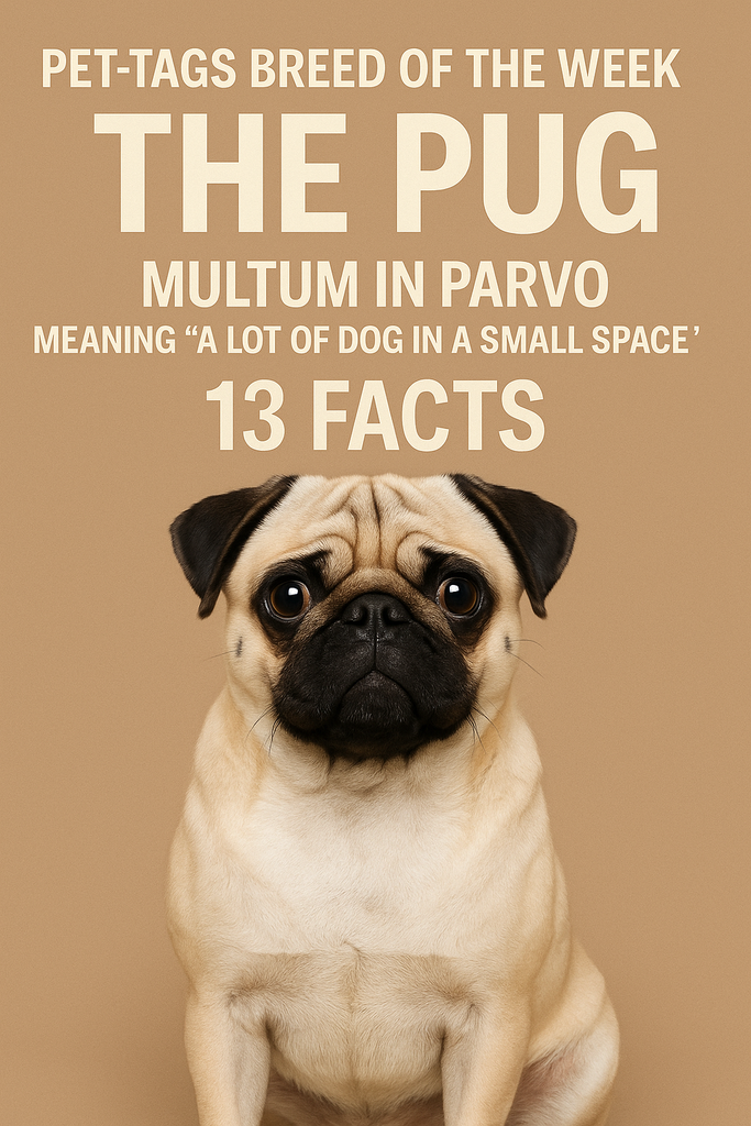 Breed of the Week: The Pug — A Lot of Dog in a Small Space