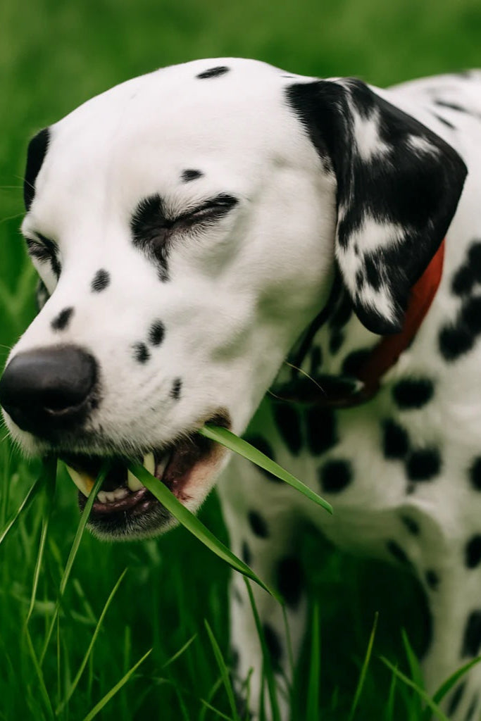Why Your Dog Eats Grass