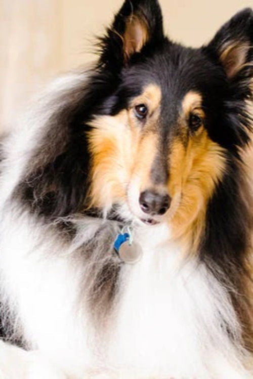 Pet Tags & Microchips