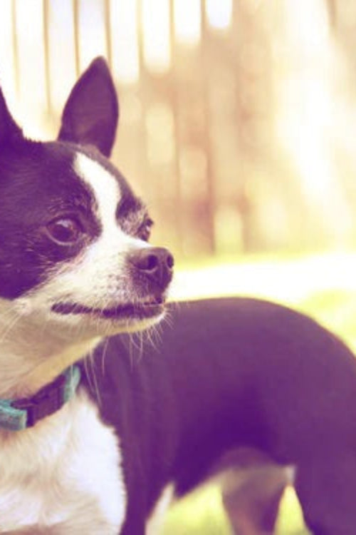 Essential Tips to Protect Your Pet From Theft