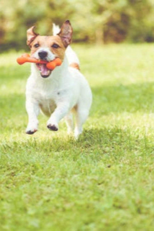 Essentials for the Ultimate Dog Spa Day