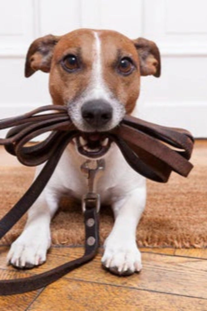 Why Summer Might Be the Perfect Time to Welcome a New Puppy
