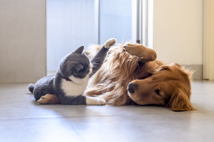 Cat vs Dog – Which is Best for You?