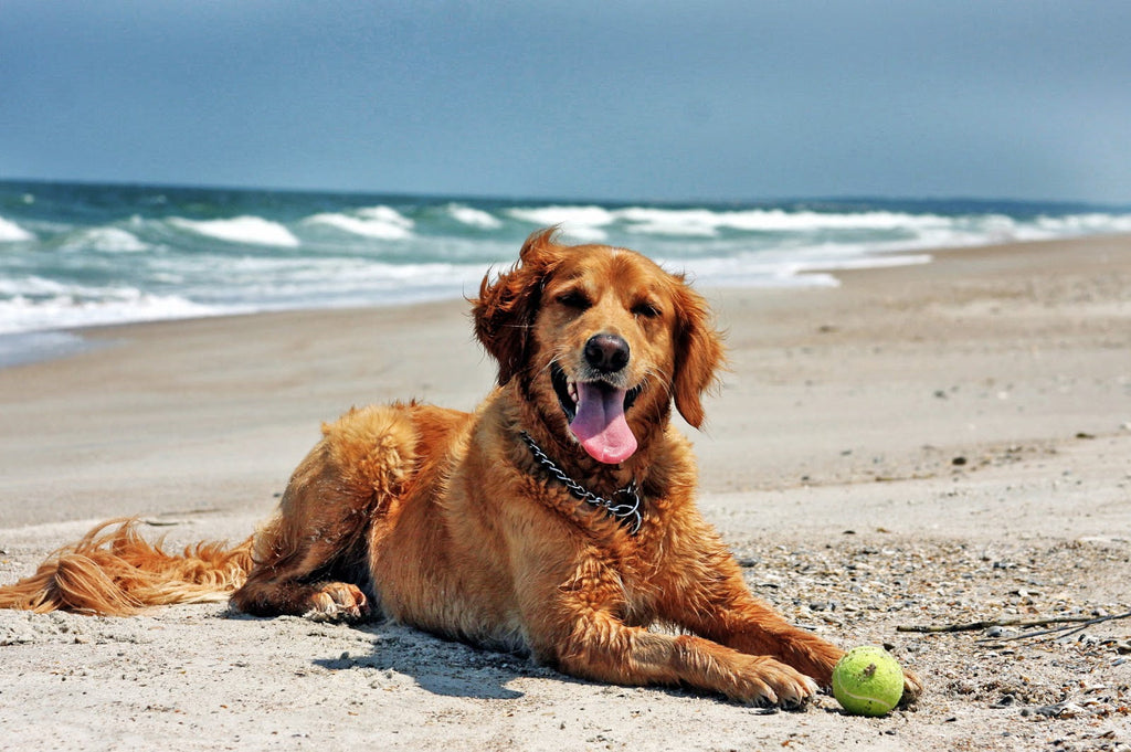 Exploring the Best Dog-Friendly Beaches in Kent