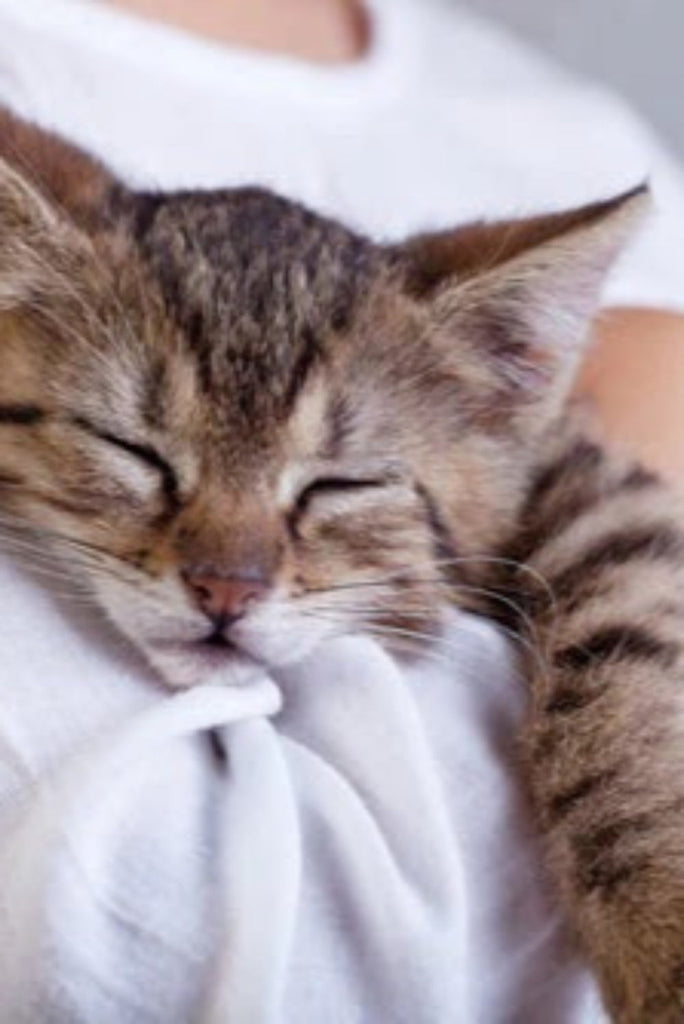 Celebrate Hug Your Cat Day