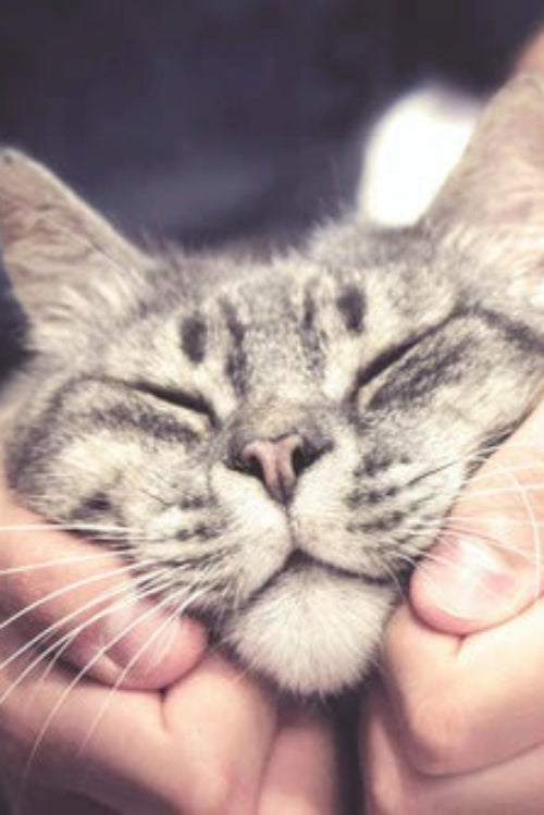 Ideas for Showing Your Pet Some Love