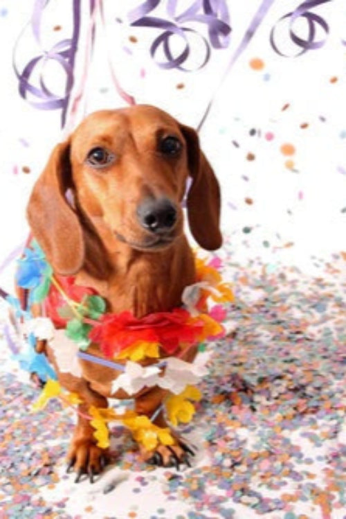 Embrace New Year Goals With Your Pet