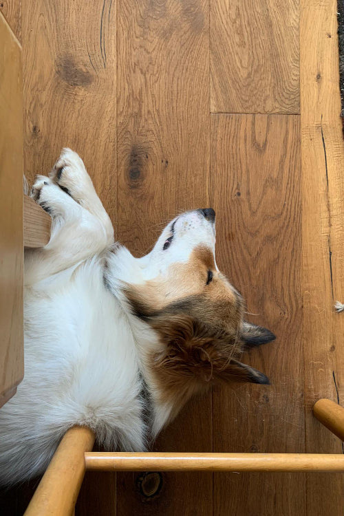 Our top tips for bringing your pet to work