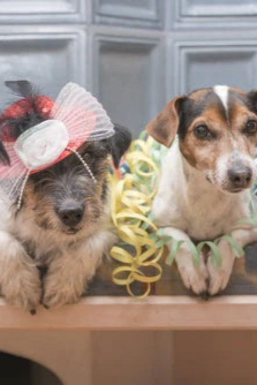 How To Celebrate New Year Together With Your Pet