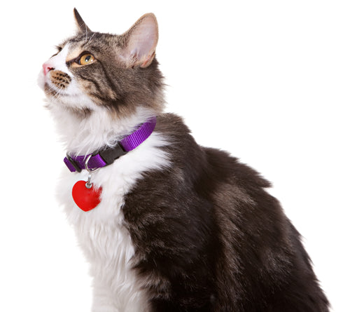 Why Pet ID Tags Matter for Peace of Mind
