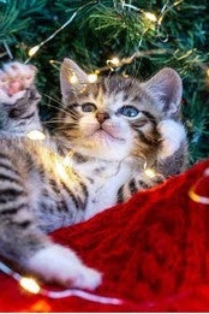 Festive Feline Fun This Christmas