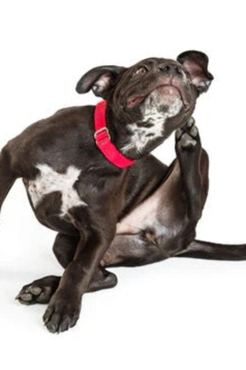 How to Detect Summer Allergies in Dogs