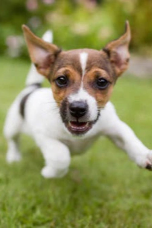 New Puppy Checklist: Essentials for a Smooth Start