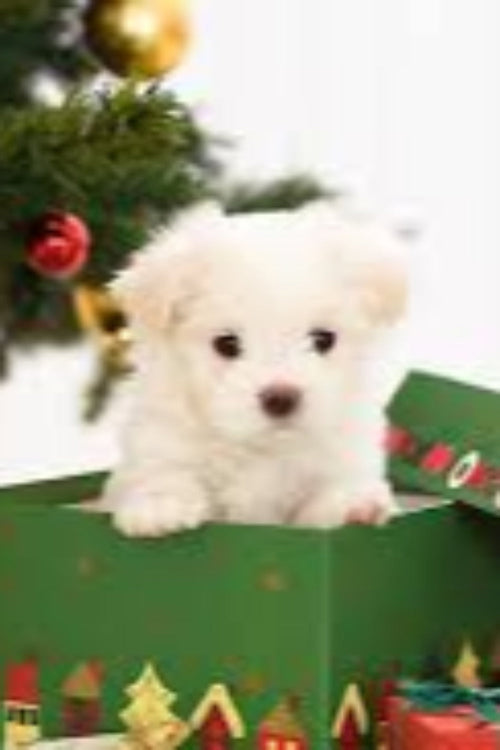 Thinking of Getting a Puppy for Christmas? 