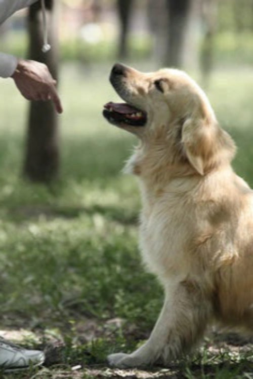 Ten Top Tips For New Puppy Training