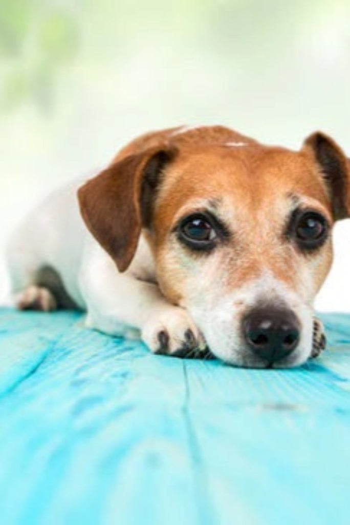 How to Soothe Anxious Pets