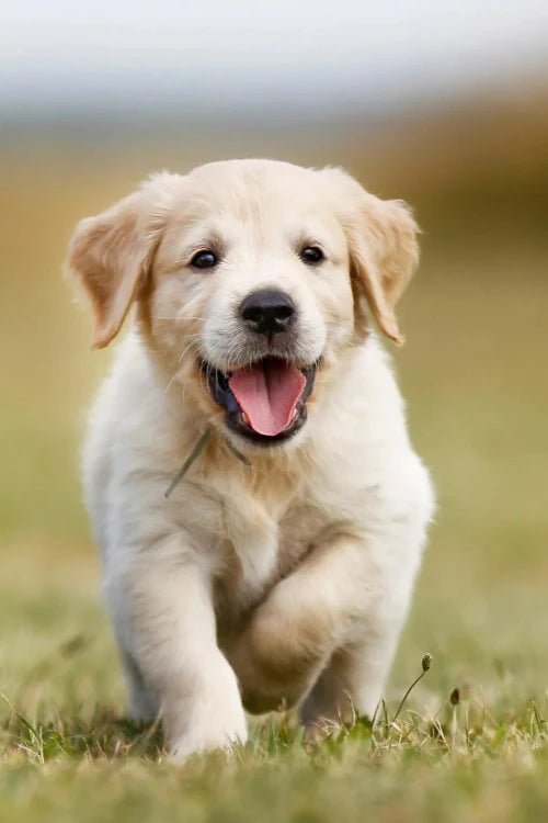 Introducing a Puppy to Their Fur‑Ever Home