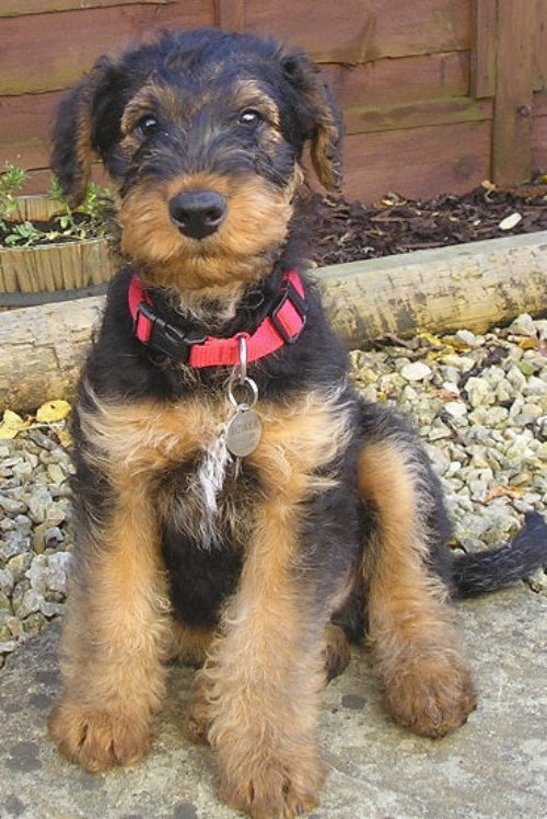 Dog Laws UK: What You Need to Know