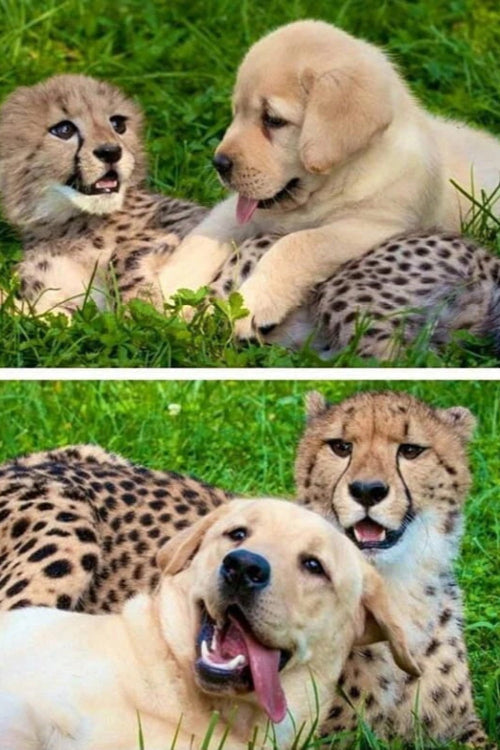 Incredible Dogs: Living with the Big Cats