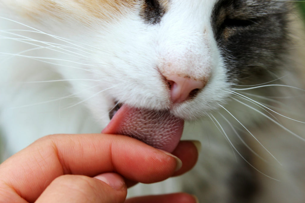 9 Reasons Your Cat Licks and Purrs
