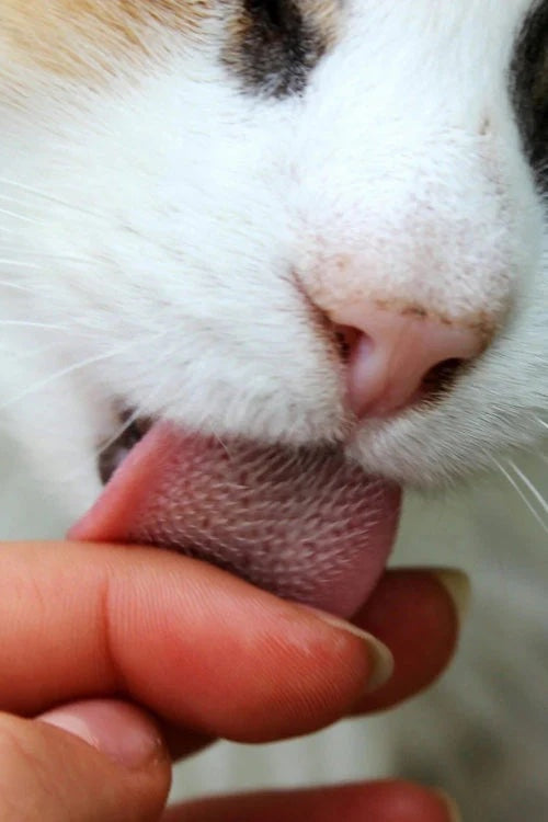 Why Your Cat Licks and Purrs