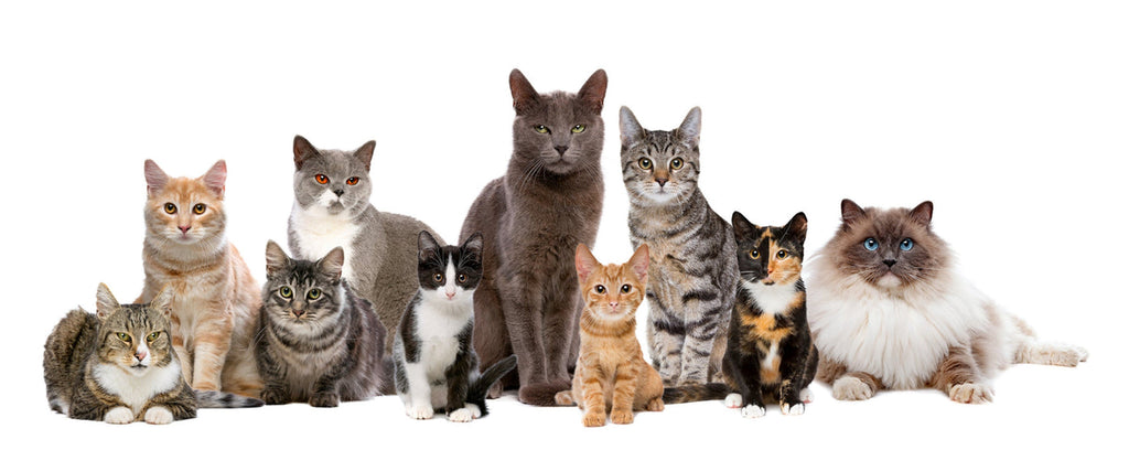 The 12 Friendliest Cat Breeds in the UK