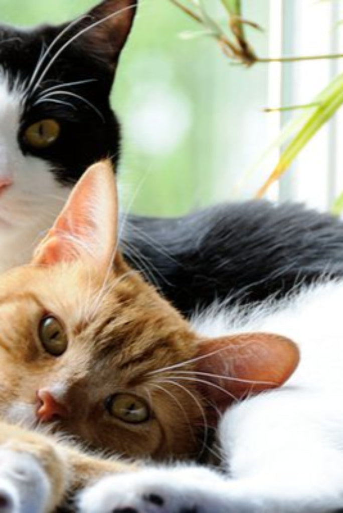 Calling all Cat Lovers