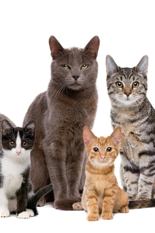 The 12 Friendliest Cat Breeds in the UK