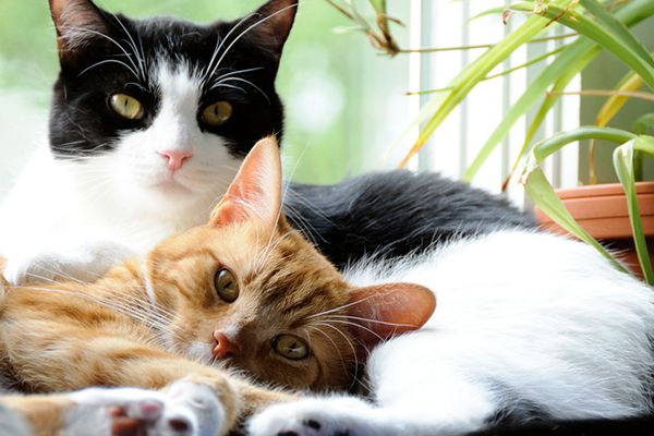 Calling all Cat Lovers
