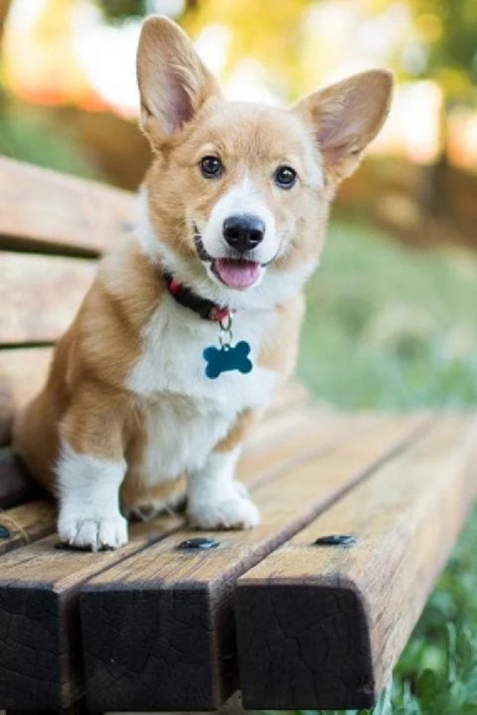 The Importance of Dog Tags for Your Pet