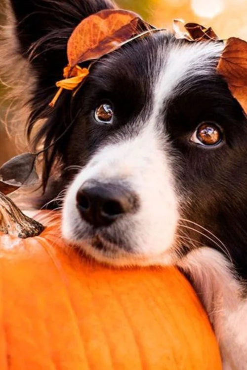 All About Autumn Canine Comfort Foods For Your Pet