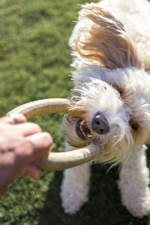 Fun Activities For You And Your Dog