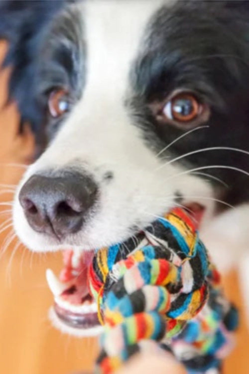 DIY Dog Toys