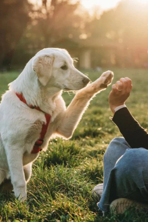 Owning a Dog Can Add Years to Your Life