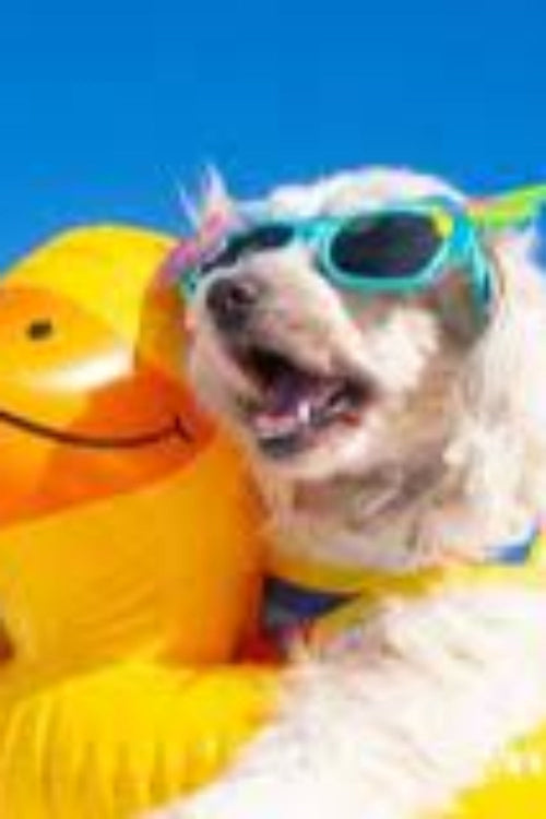 Beat the Heat: Tips for Keeping Your Pets Cool this Summer
