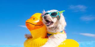 Beat the Heat: Tips for Keeping Your Pets Cool this Summer