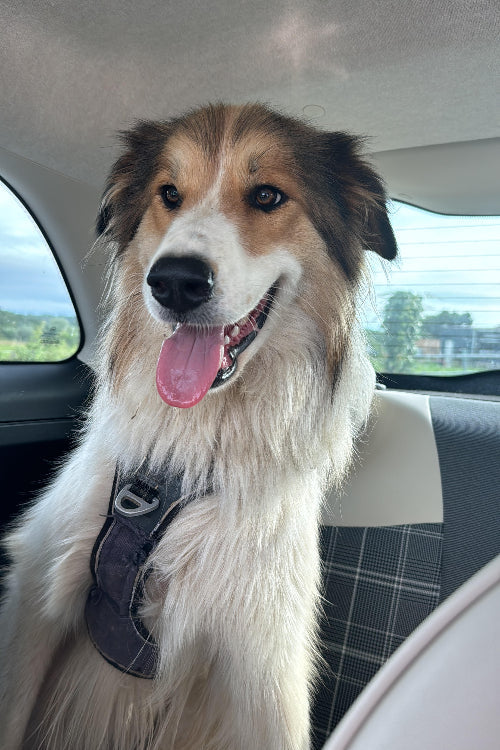 Diary of a rescue dog