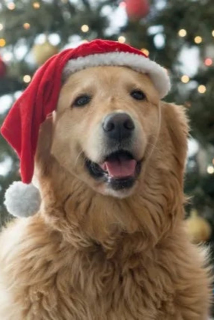 Why Pet ID Tags Matter for Your Loved One